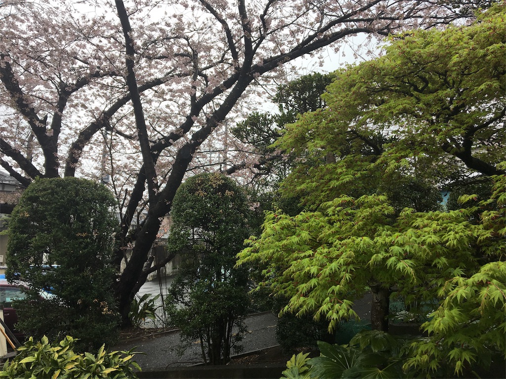 天気　お花見　雨　家の隣