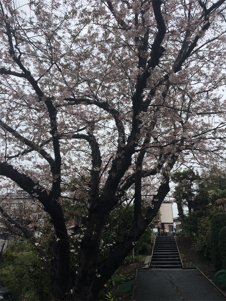 天気　お花見　雨