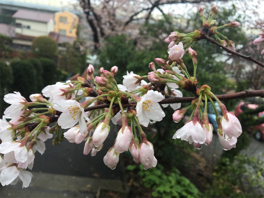 桜　お花見　雨　キレイ