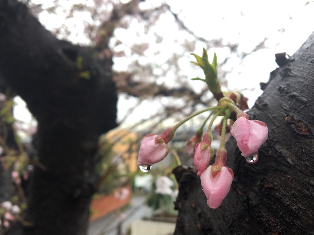 桜　お花見　雨　つぼみ