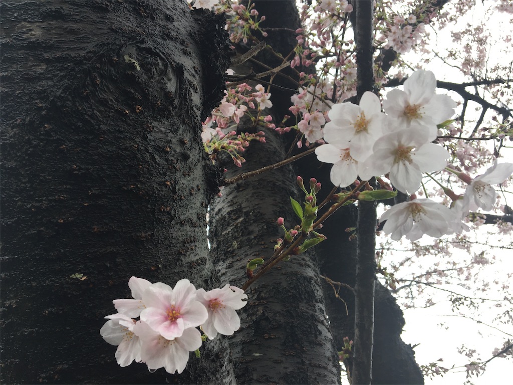 桜　お花見　雨　キレイ