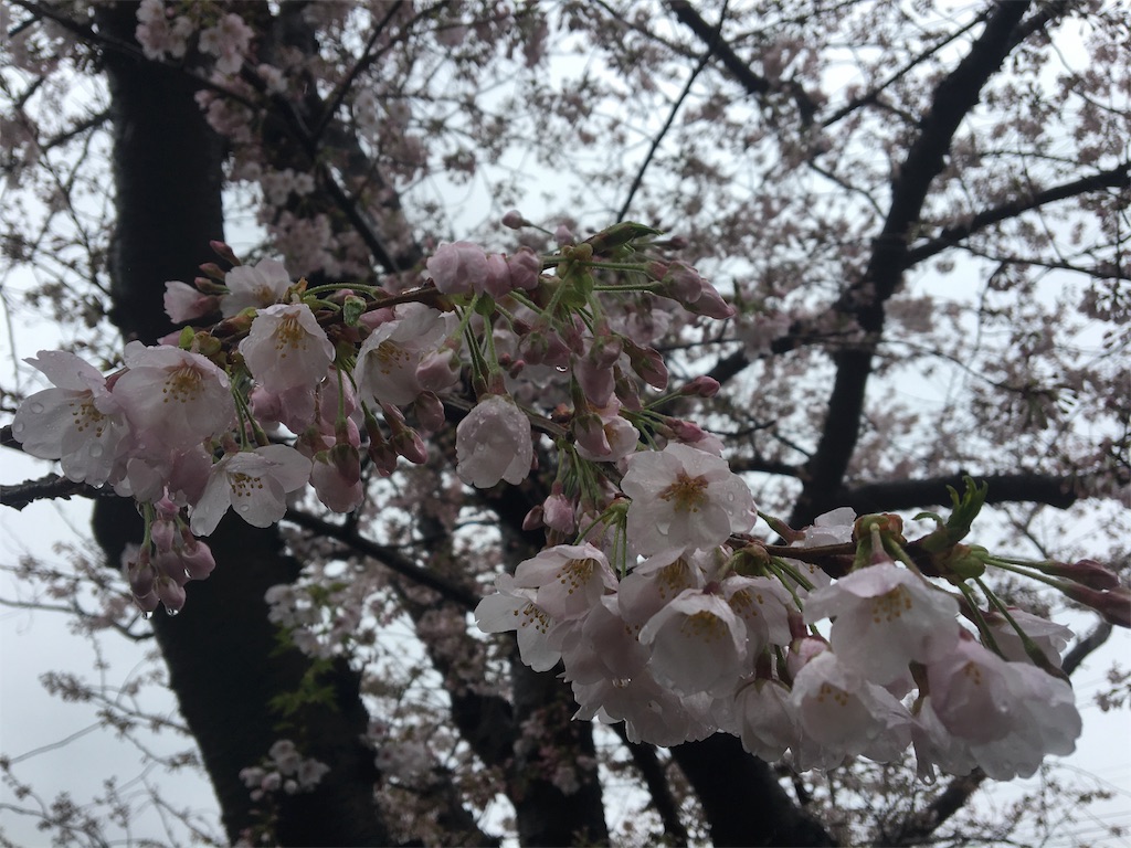 桜　お花見　雨　キレイ