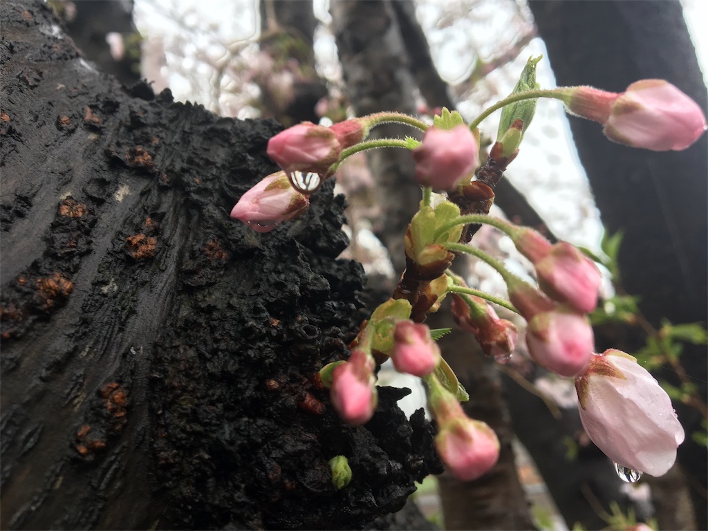 桜　お花見　雨　キレイ