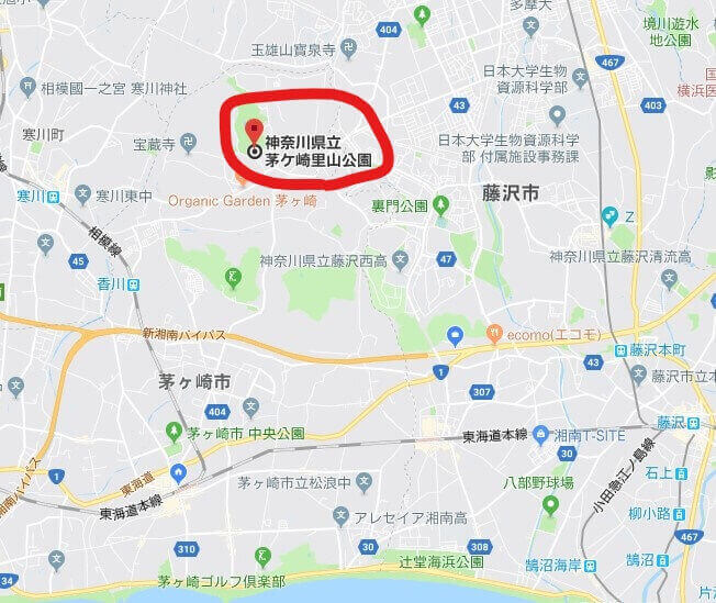 茅ヶ崎　花見　公園　スポット　名所　穴場