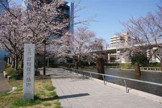 茅ヶ崎　花見　公園　スポット　名所　穴場