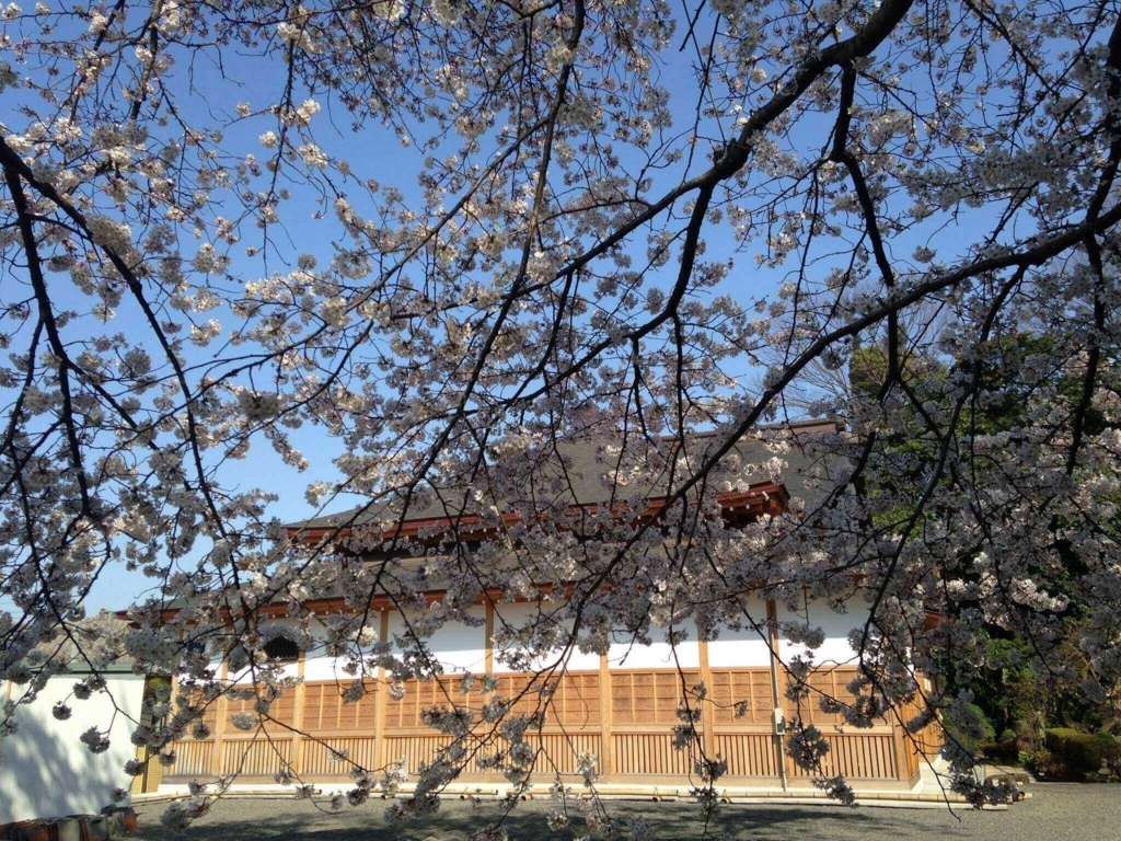 茅ヶ崎　花見　公園　スポット　名所　穴場