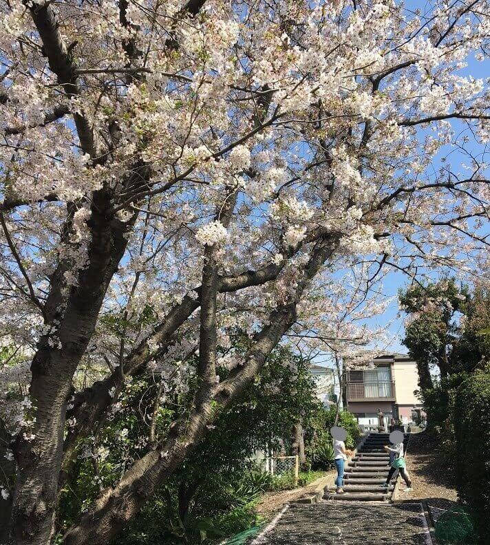 茅ヶ崎　花見　公園　スポット　名所　穴場