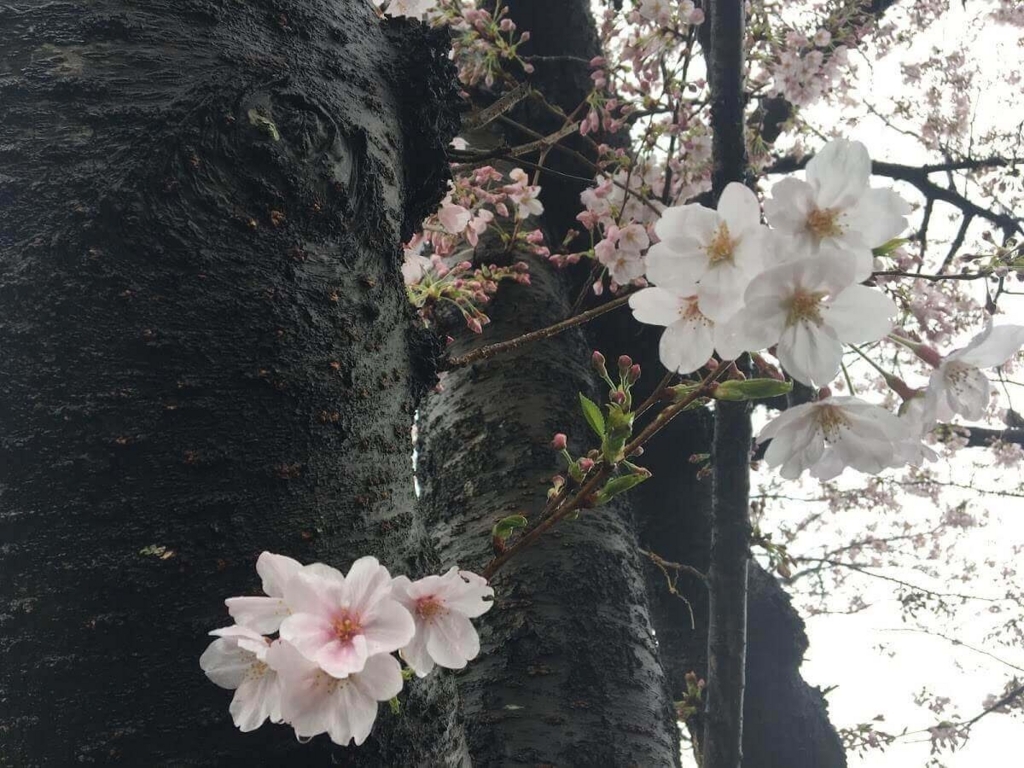 茅ヶ崎　花見　公園　スポット　名所　穴場