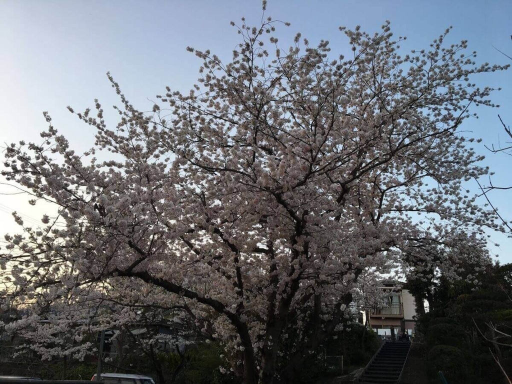 茅ヶ崎　花見　公園　スポット　名所　穴場