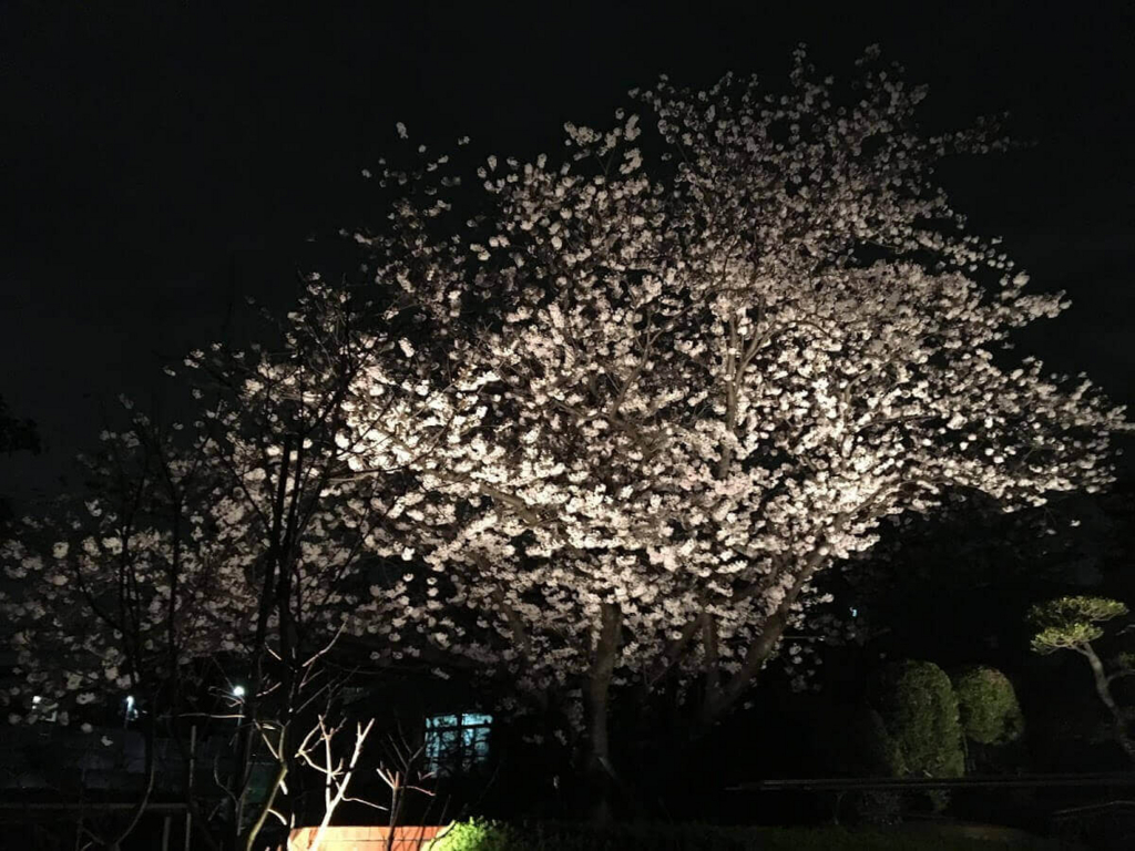 茅ヶ崎　花見　公園　スポット　名所　穴場